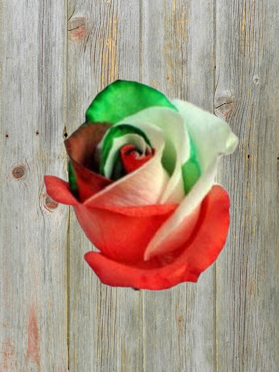 GREEN, WHITE & RED   TINTED ROSE